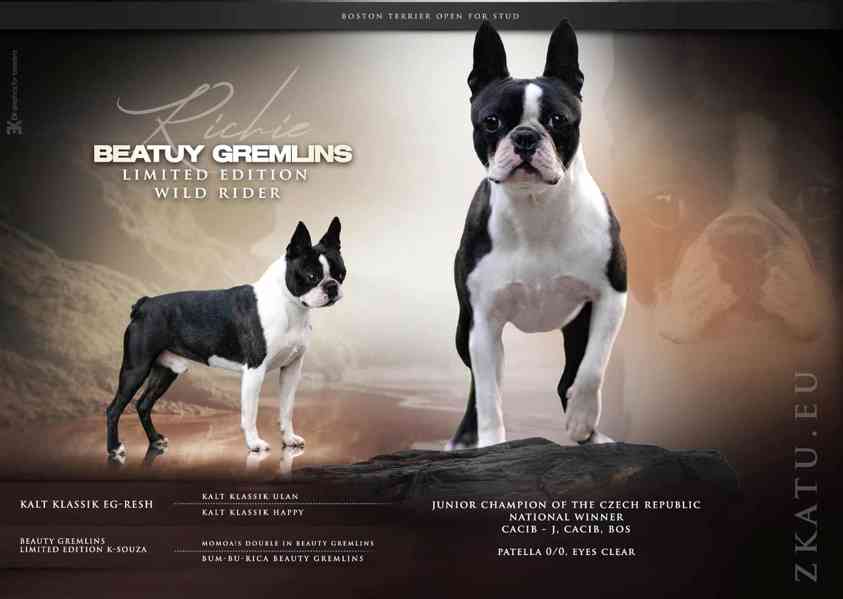 Bostonský teriér - foto 7