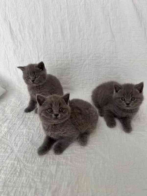 Modré britské krátkosrsté kočky 3 holčičky registrované v GC - foto 1