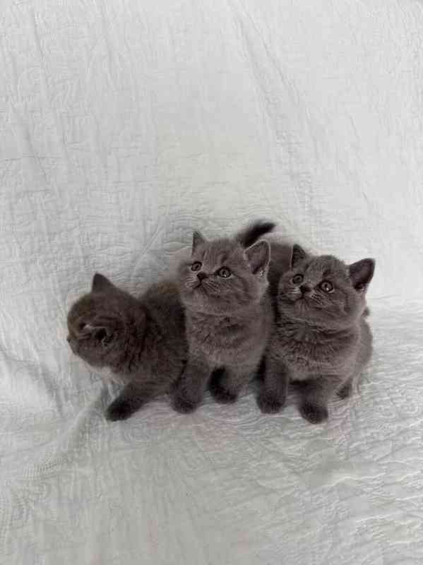 Modré britské krátkosrsté kočky 3 holčičky registrované v GC - foto 4