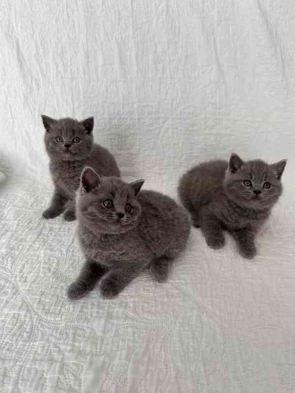Modré britské krátkosrsté kočky 3 holčičky registrované v GC - foto 2