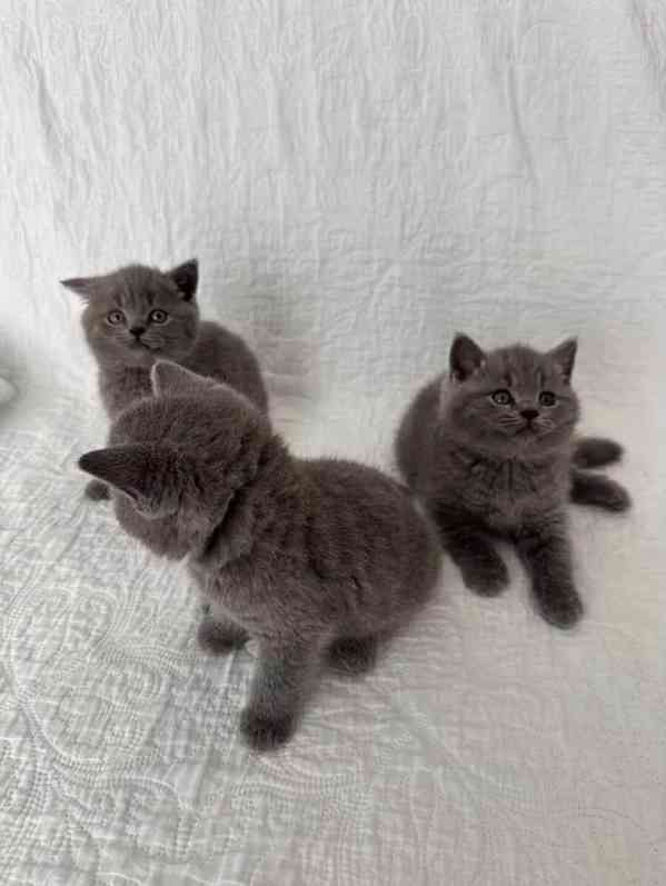 Modré britské krátkosrsté kočky 3 holčičky registrované v GC - foto 3