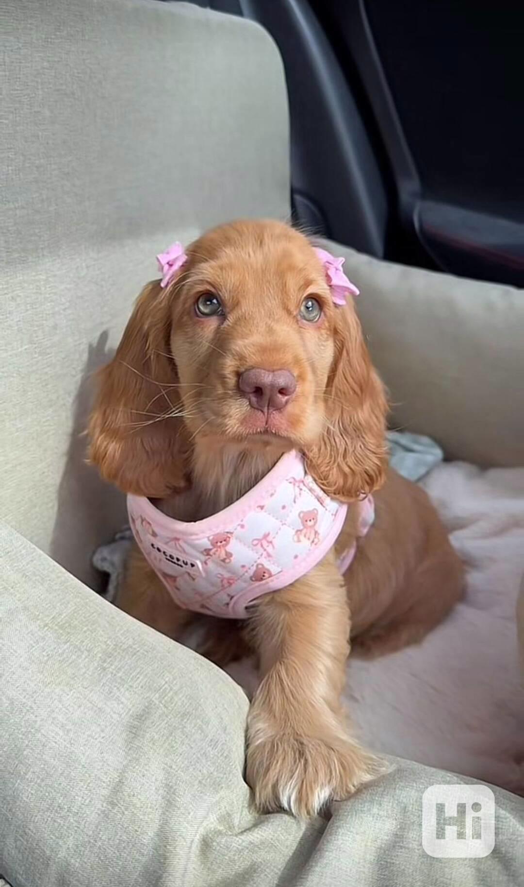 Krásné štěně kokršpaněla k dispozici - foto 1