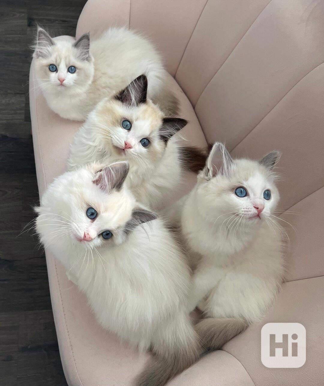 Koťata plemene Ragdoll k dispozici - foto 1