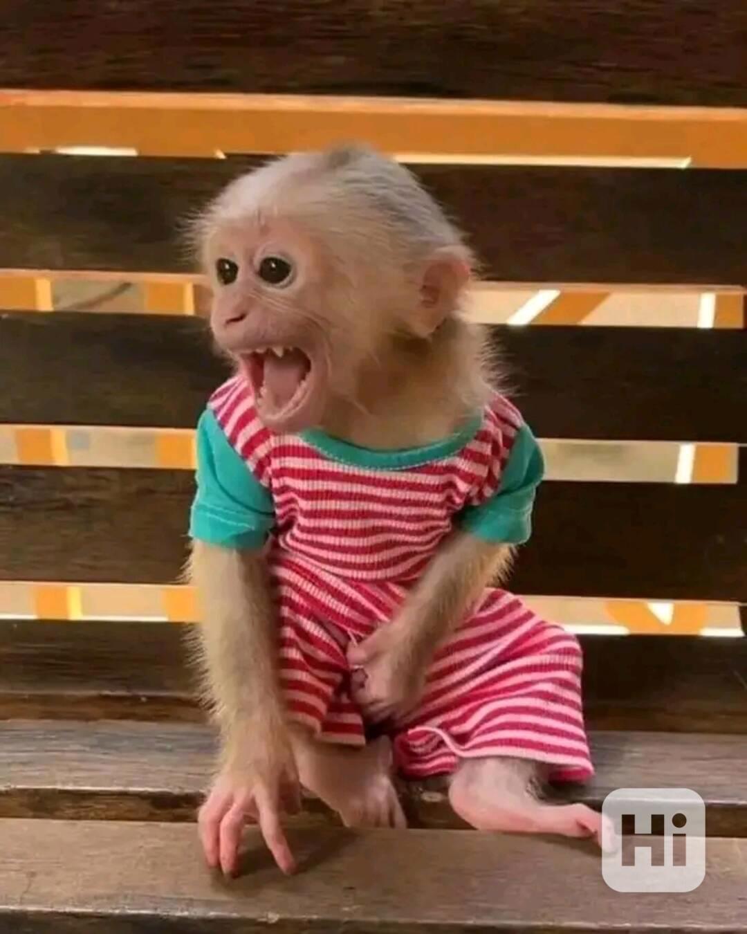  Socializovaný kapucínský přítel  - foto 1