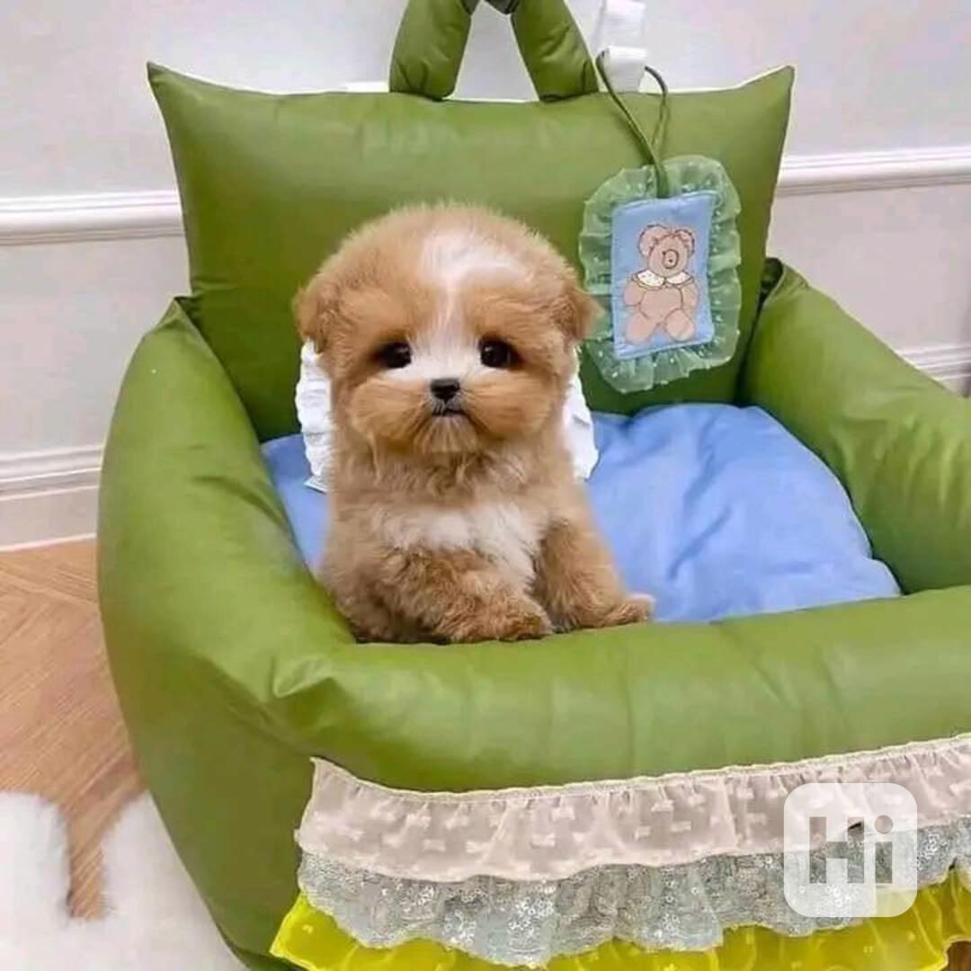 Nejroztomilejší štěňátka na prodej!!  - foto 1