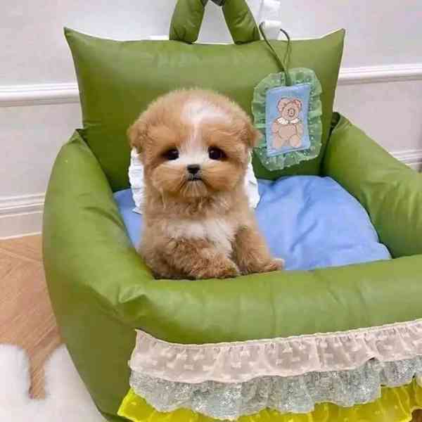 Nejroztomilejší štěňátka na prodej!!  - foto 1