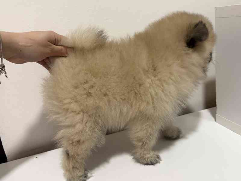 Německý špic malý s PP FCI  - foto 2