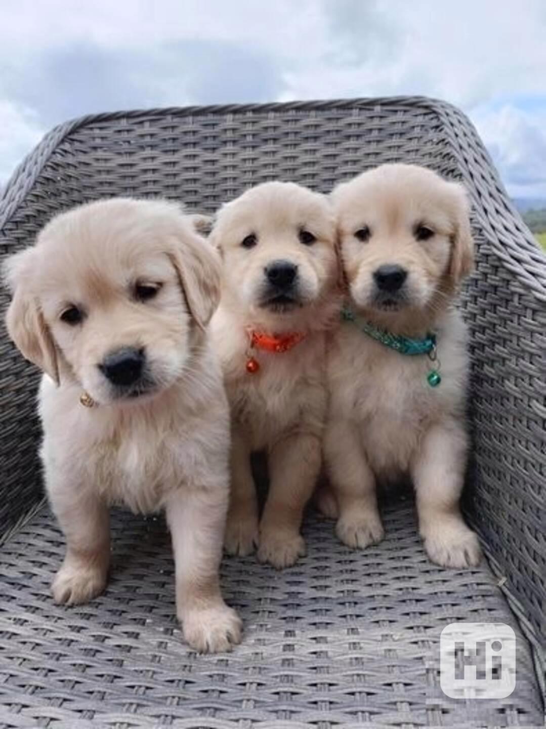 Štěňata zlatého retrívra jsou nyní k dispozici. - foto 1