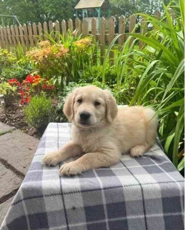 Štěňata zlatého retrívra jsou nyní k dispozici. - foto 2