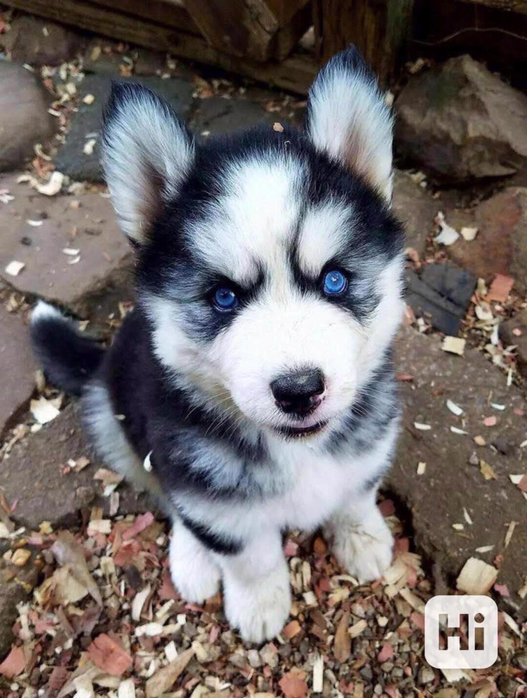 krásná štěňátka sibiřského huskyho k adopci - foto 1