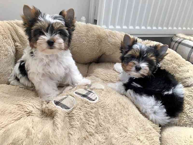 Biewer jorkšírský terier