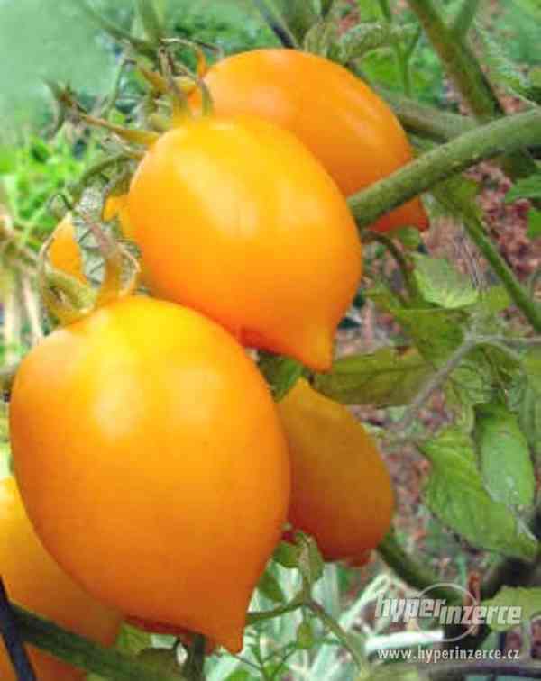 rajče Citrina - semena - foto 1