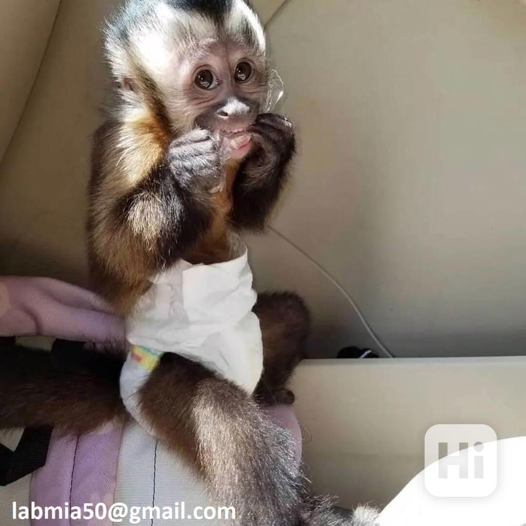 Mláďata kapucínských opic samci a samice - foto 1