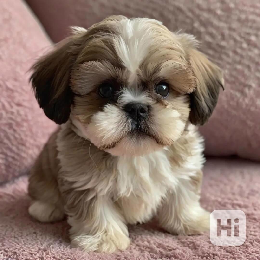 Shih Tzu  - foto 1