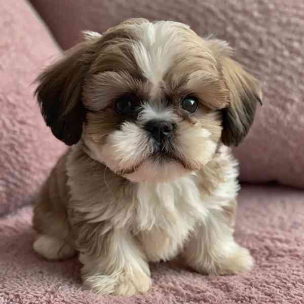 Shih Tzu  - foto 1