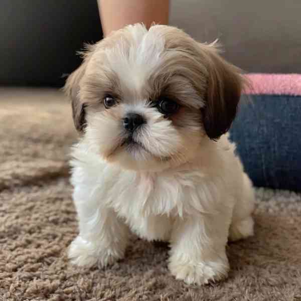 Shih Tzu  - foto 3