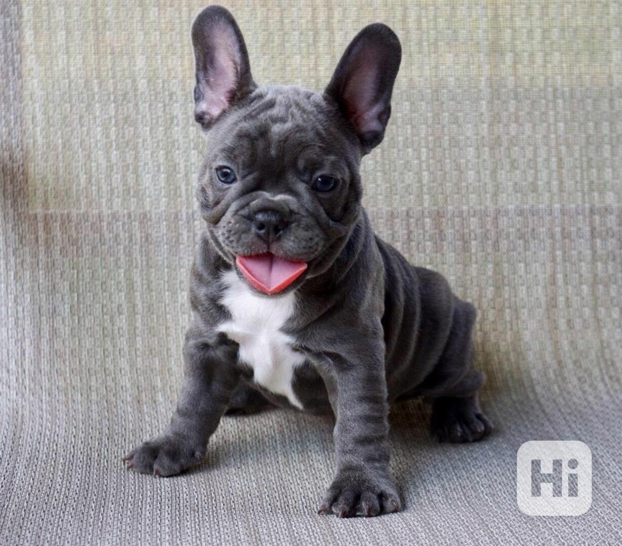 Healthy Solid Blue French Bulldog Puppies - foto 1