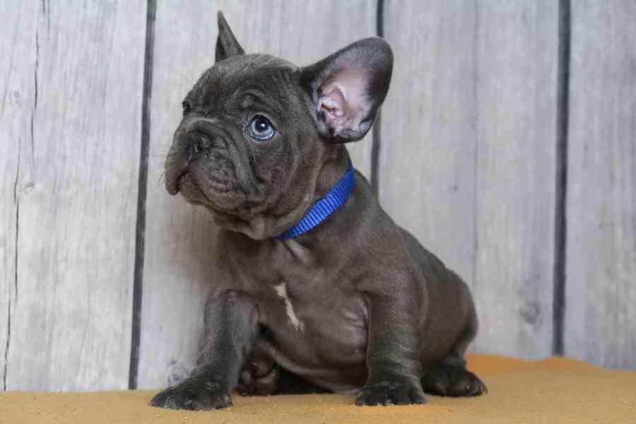 Healthy Solid Blue French Bulldog Puppies - foto 3