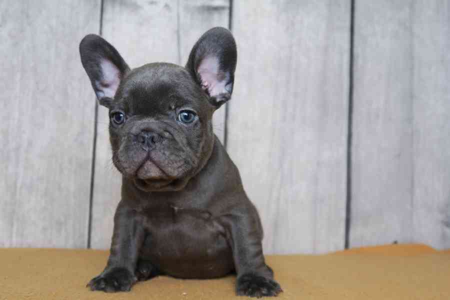 Healthy Solid Blue French Bulldog Puppies - foto 2