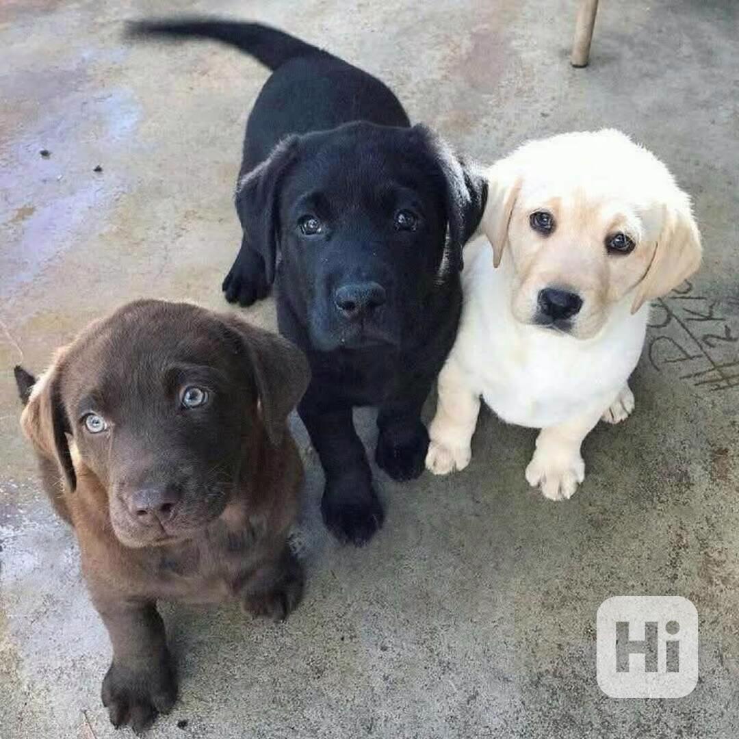 Labradorský retrívr - foto 1