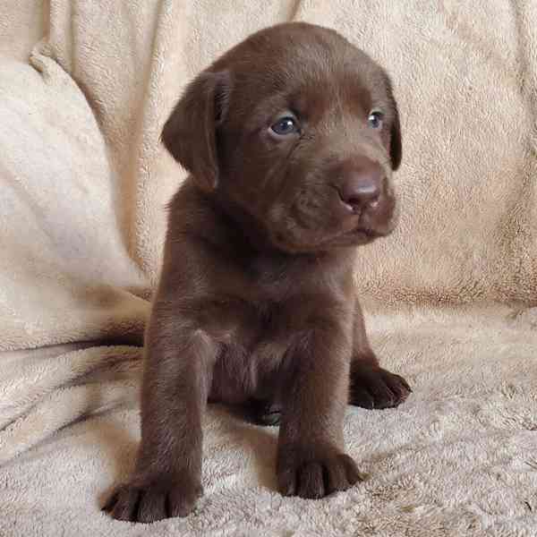 Labradorský retrívr - foto 3