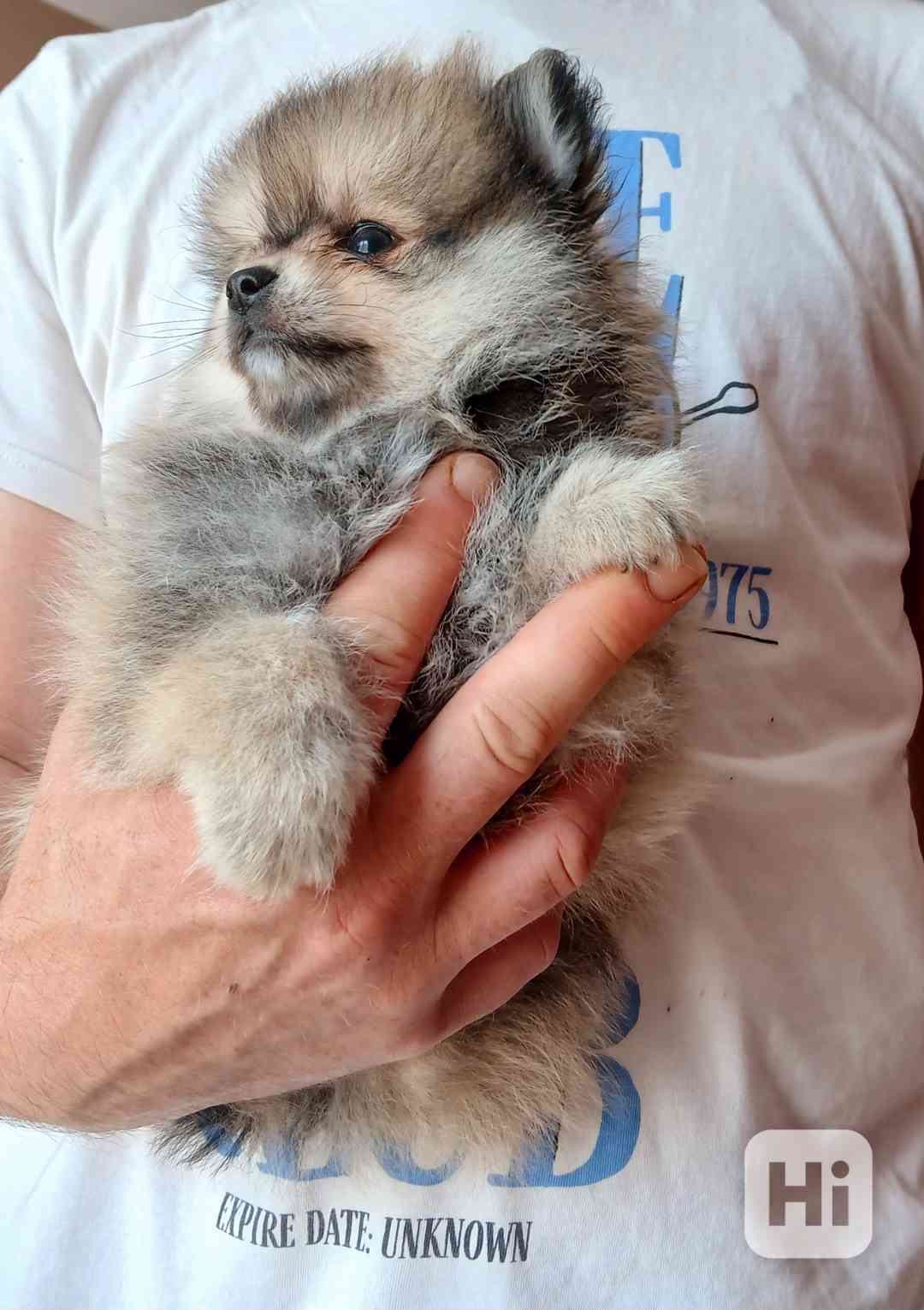 Pomeranian klouček - foto 1