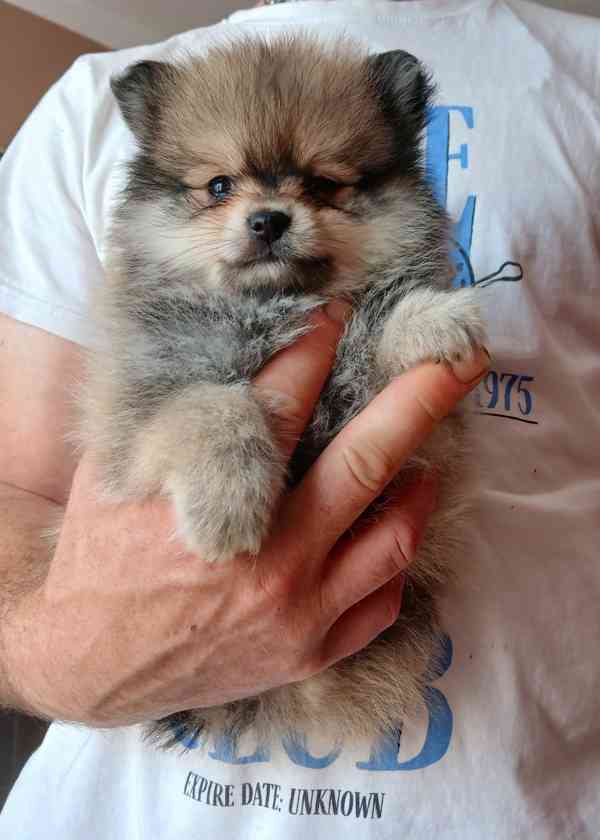 Pomeranian klouček - foto 3