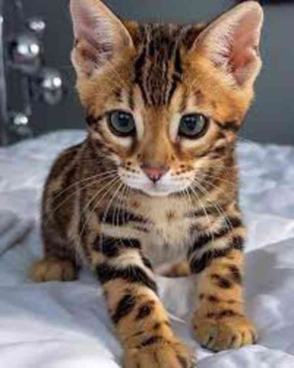 roztomilá bengálská koťátka k adopci