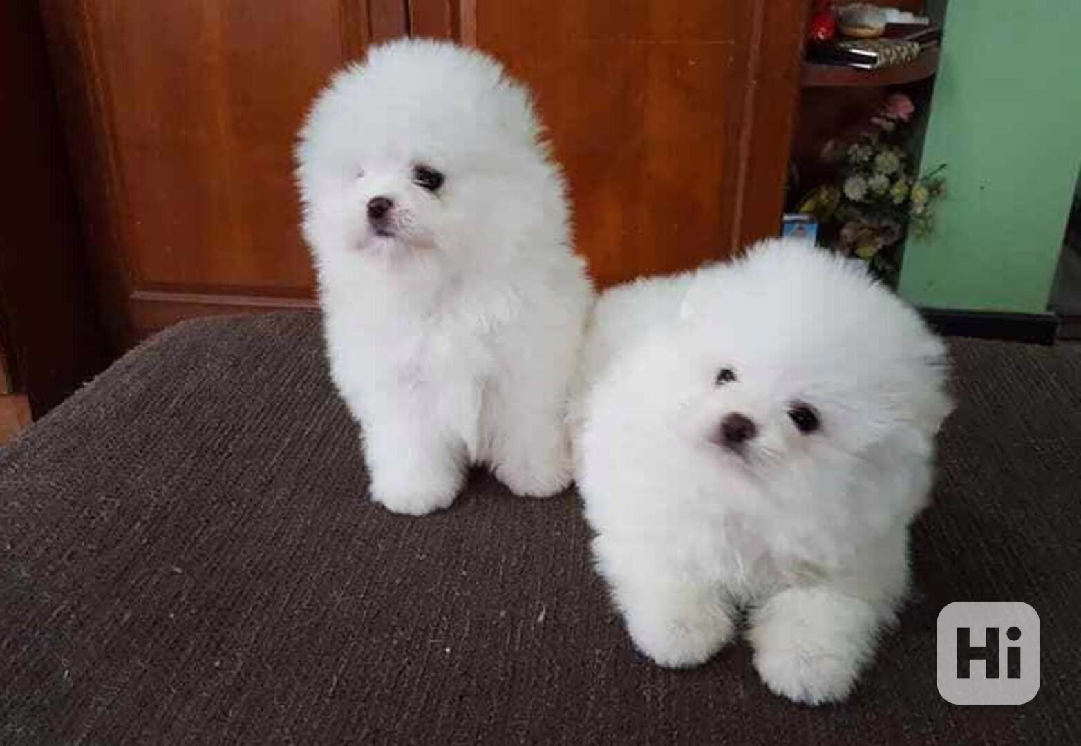 Štěňata pomeranského - foto 1