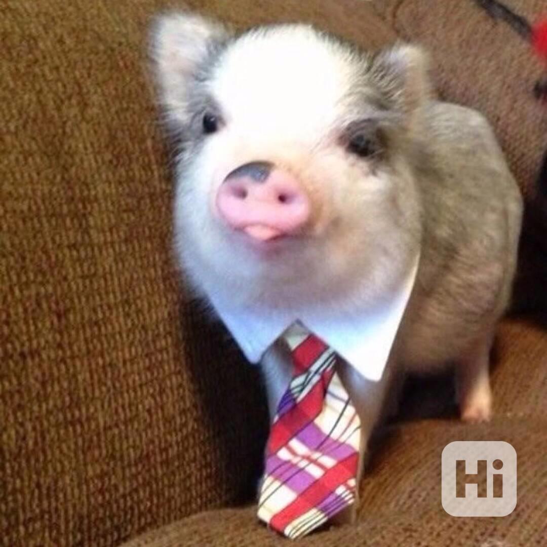 Zdravá prasata k prodeji  - foto 1