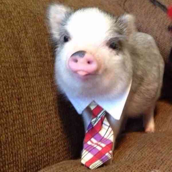 Zdravá prasata k prodeji 