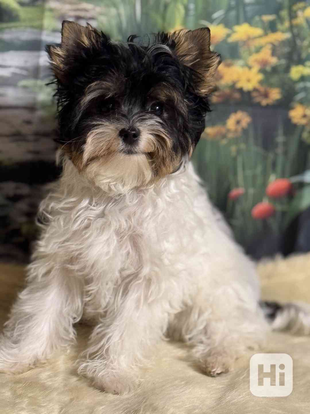 Biewer jorkšírský teriér - foto 1