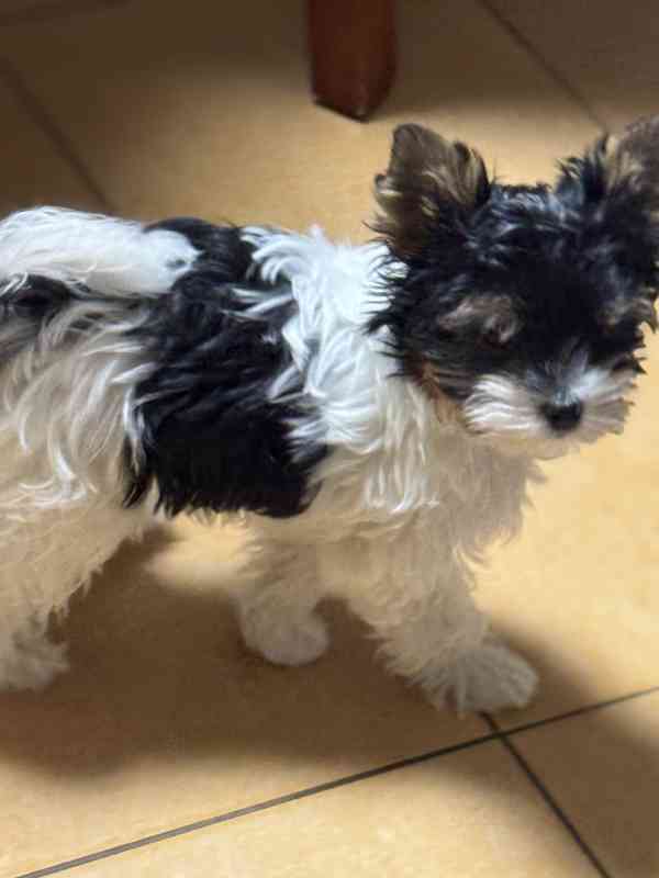 Biewer jorkšírský teriér - foto 4