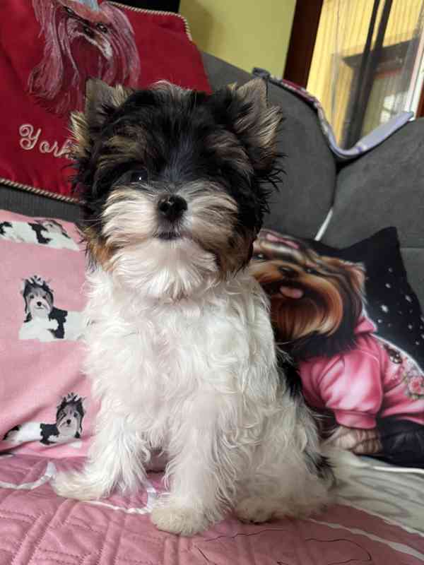 Biewer jorkšírský teriér - foto 3