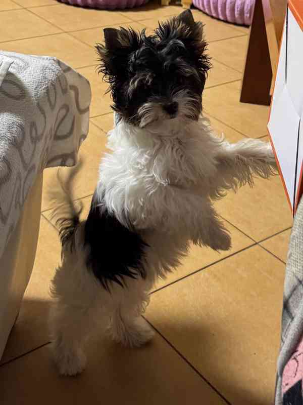 Biewer jorkšírský teriér - foto 2