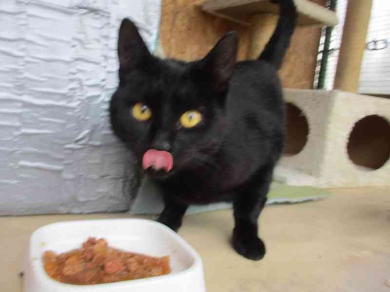 Pan Čerrný - foto 4