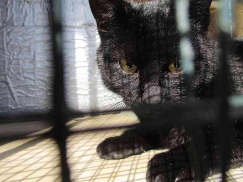 Pan Čerrný - foto 1