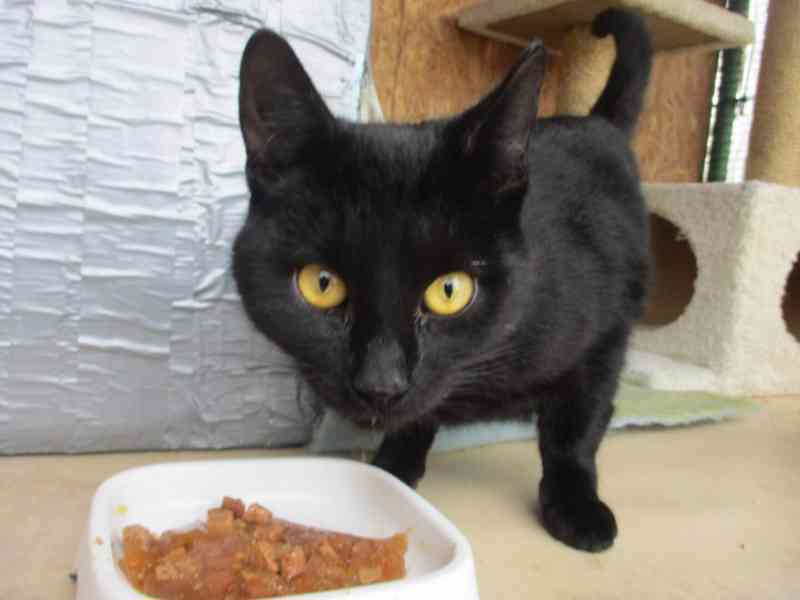 Pan Čerrný - foto 3