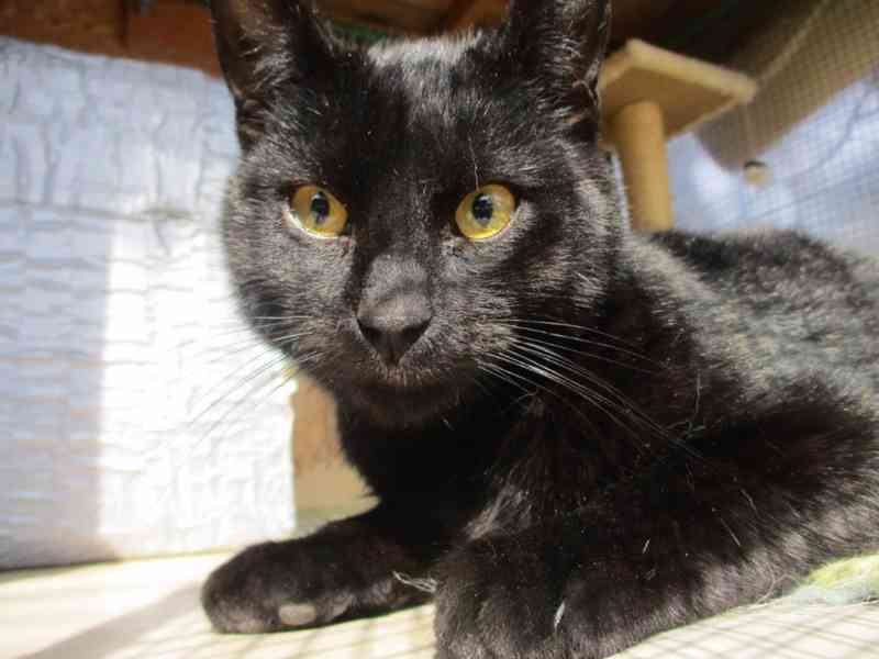 Pan Čerrný - foto 2