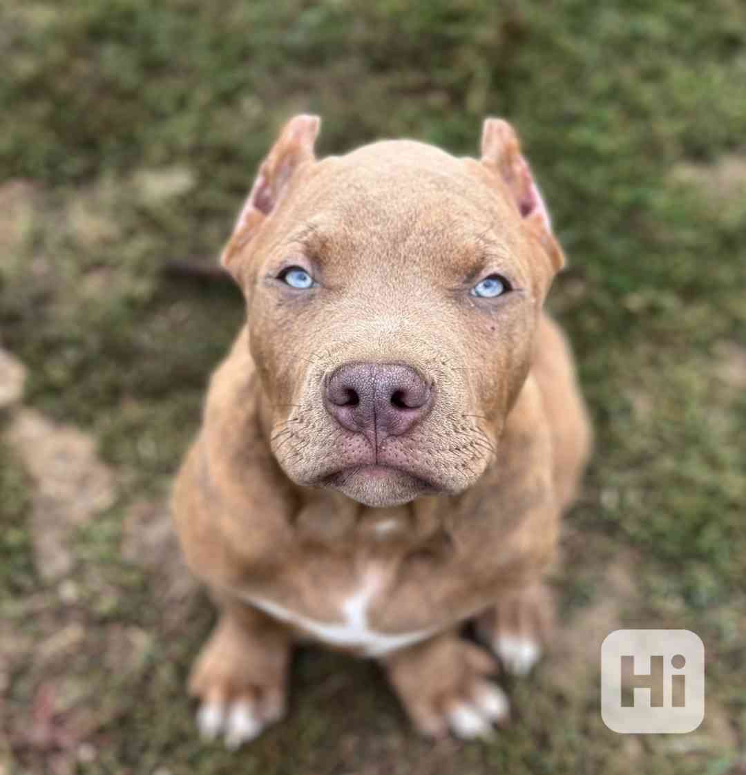 American bully XL, PITBULL XXL - foto 1