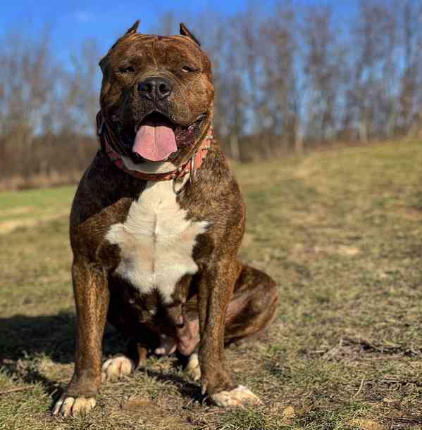 American bully XL, PITBULL XXL - foto 6