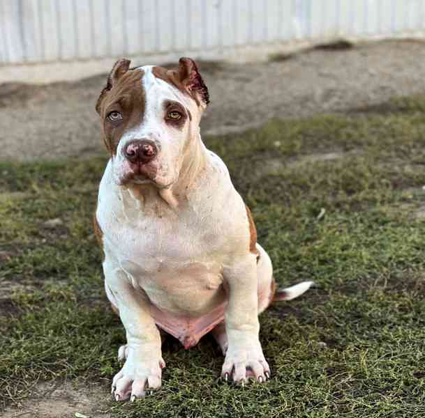 American bully XL, PITBULL XXL - foto 4