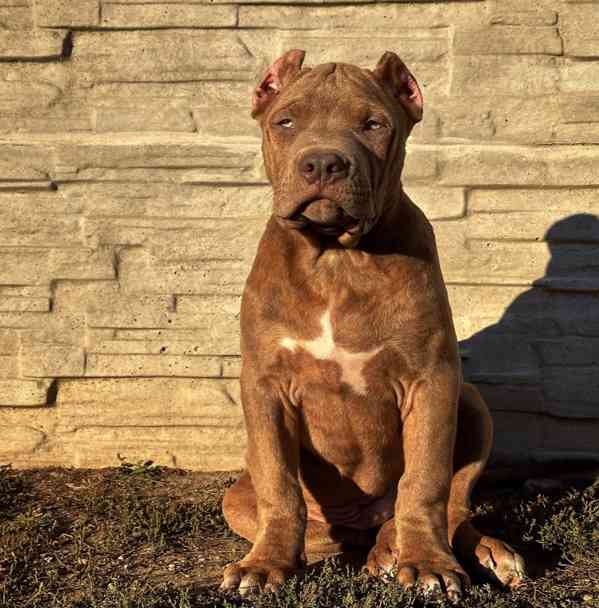 American bully XL, PITBULL XXL - foto 3