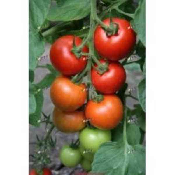 Rajče a rajčata  - foto 3