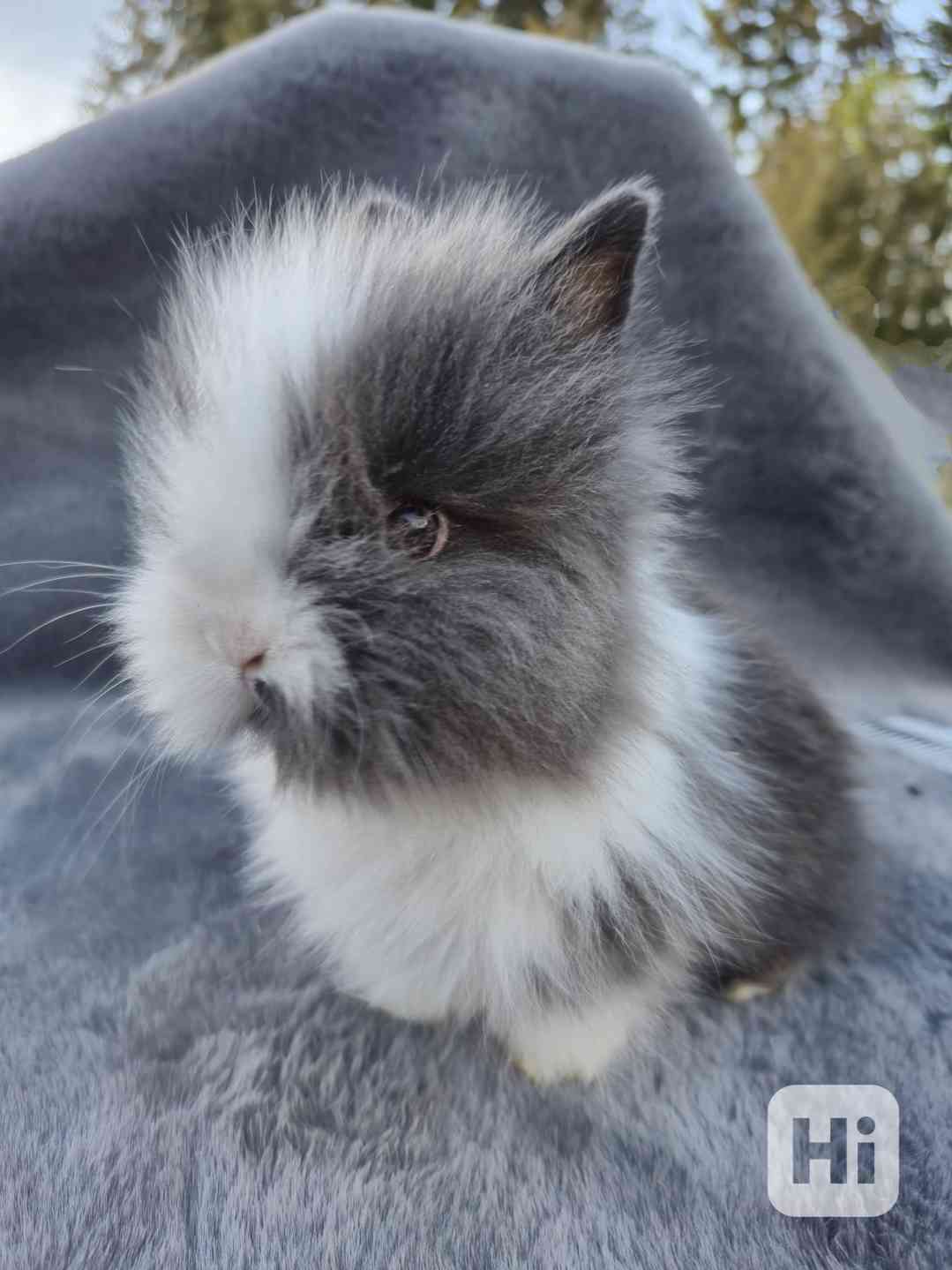 Zakrslý Teddy králíček, králík  - foto 1