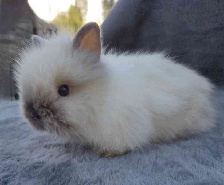 Zakrslý Teddy králíček, králík  - foto 6
