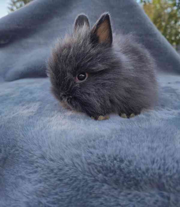 Zakrslý Teddy králíček, králík  - foto 4