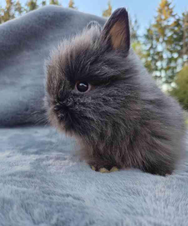 Zakrslý Teddy králíček, králík  - foto 3