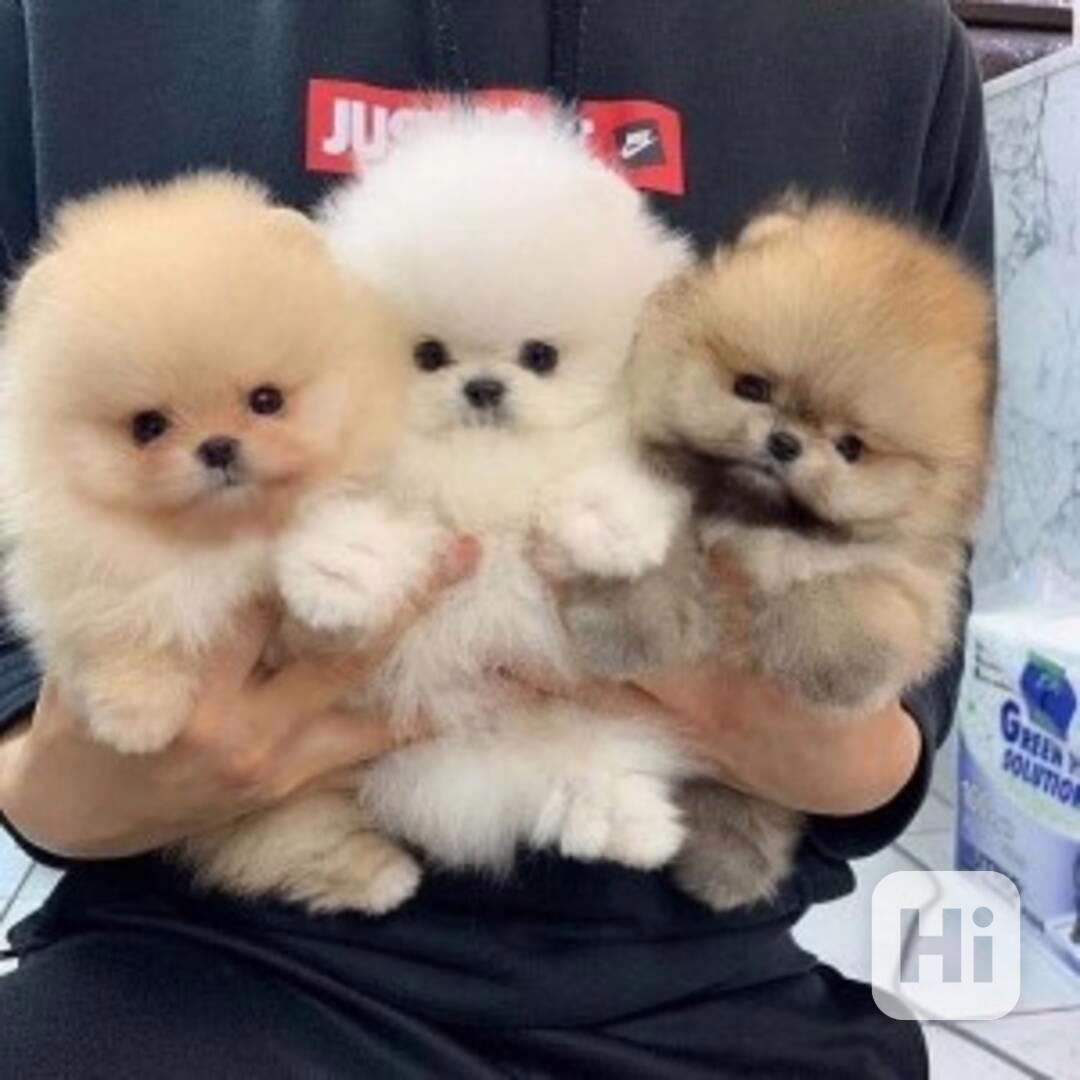 Německý špic. Mini pomeranian bez PP - foto 1