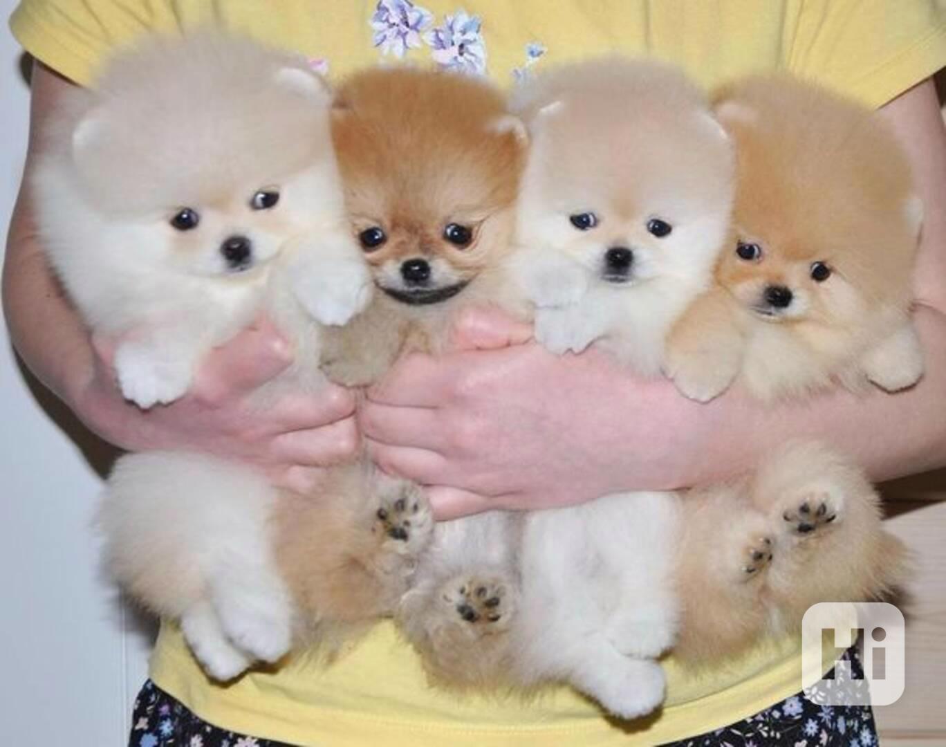 Německý špic. Mini pomeranian bez PP - foto 1